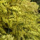 Fragrant Fringed Acacia (Wattle) Tree Seed 25 Count