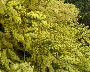 Fragrant Fringed Acacia (Wattle) Tree Seed 25 Count