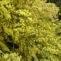 Fragrant Fringed Acacia (Wattle) Tree Seed 25 Count