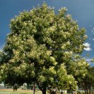 Peppermint Acacia (Mint Wattle) Tree Seed 25 Count