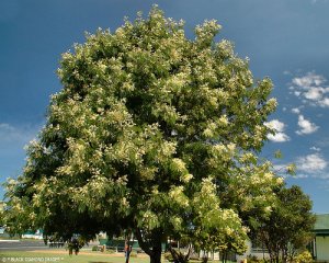 Peppermint Acacia (Mint Wattle) Tree Seed 25 Count