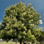 Peppermint Acacia (Mint Wattle) Tree Seed 25 Count