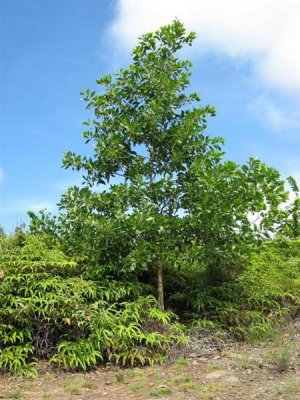 Silkleaf Acacia Tree Seed (Wattle) 25 Count