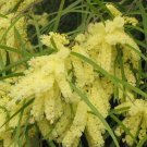 Profuse Flowering Acacia (Wattle) Tree Seed 25 Count