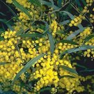 Zigzag Acacial Tree Seed (Wattle) 25 Count