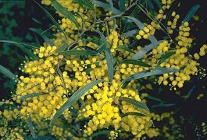 Zigzag Acacial Tree Seed (Wattle) 25 Count