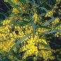 Zigzag Acacial Tree Seed (Wattle) 25 Count