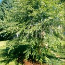Alaskan Birch Tree Seeds 25 Count