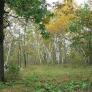 Alaskan Paper Birch Tree Seed 25 Count