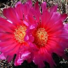 Candy Barrel Cactus Pink Flowered 10 Count
