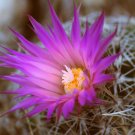 Candy Barrel Cactus Purple Flowered 10 Count