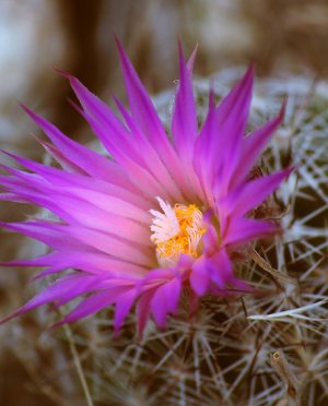 Candy Barrel Cactus Purple Flowered 10 Count