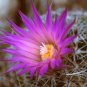 Candy Barrel Cactus Purple Flowered 10 Count