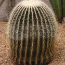Candy Barrel Cactus 10 Count