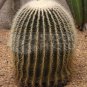 Candy Barrel Cactus 10 Count