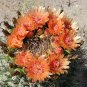Candy Barrel Cactus Orange Flowered 10 Count