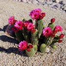 Red Torch Cactus Seeds 10 Count
