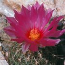 Glory of Texas Cacti Seeds 10 Count