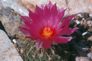 Glory of Texas Cacti Seeds 10 Count