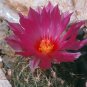 Glory of Texas Cacti Seeds 10 Count