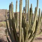 Organ Pipe Cactus Seeds 10 Count