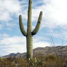 Giant Saguaro Cactus Seeds 10 Count