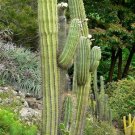Golden Giant Saguaro Cactus Seeds 10 Count