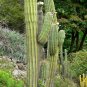 Golden Giant Saguaro Cactus Seeds 10 Count