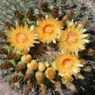 Compass Barrel Cactus Yellow Flowered Seeds 10 Count