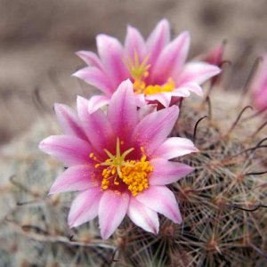 Compass Barrel Cactus Red Flowered Seeds 10 Count