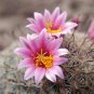 Compass Barrel Cactus Red Flowered Seeds 10 Count