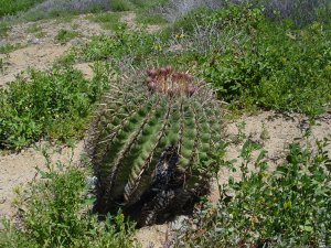 Compass Barrel Cactus Seeds 10 Count