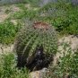 Compass Barrel Cactus Seeds 10 Count