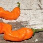 Organic Peter Pepper, Orange Seeds 25 Count