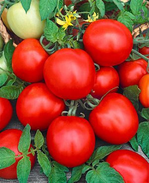 Organic Heirloom Rutgers Tomato Seeds 10 Count