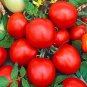 Organic Heirloom Rutgers Tomato Seeds 10 Count