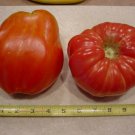 Organic Polish Giant Tomato Seeds 10 Count