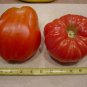 Organic Polish Giant Tomato Seeds 10 Count