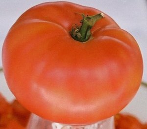 Organic Coastralee Tomato Seeds 10 Count