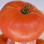 Organic Coastralee Tomato Seeds 10 Count
