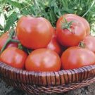 Organic Williamette Tomato Seeds 15 Count