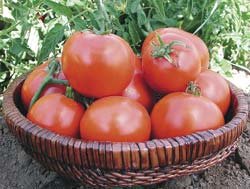 Organic Williamette Tomato Seeds 15 Count