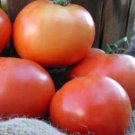 Organic Sun Leaper Tomato Seeds 15 Count
