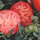 Organic Medford Tomato Seeds 15 Count