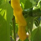 Organic Peter Pepper, Yellow Seeds 25 Count
