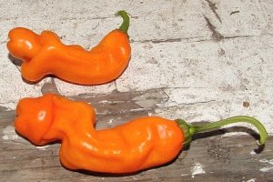 Organic Peter Pepper, Orange Seeds 25 Count