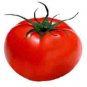 Organic Allerbest Tomato Seeds 25 Count