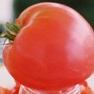 Organic Anna Russian Tomato Seeds 25 Count