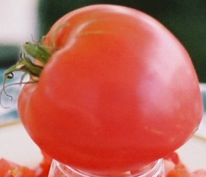 Organic Anna Russian Tomato Seeds 25 Count