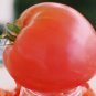 Organic Anna Russian Tomato Seeds 25 Count